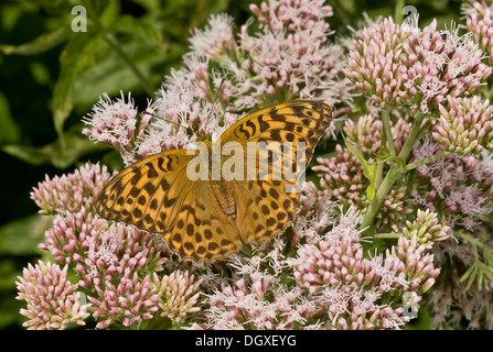 Weibliche Silber gewaschen Fritillary Butterfly, Argynnis Paphia, Fütterung auf Hanf Agrimony, Dorset. Stockfoto