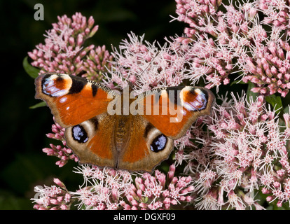 Tagpfauenauge, Inachis Io, Fütterung auf Hanf Agrimony Blumen. Dorset. Stockfoto