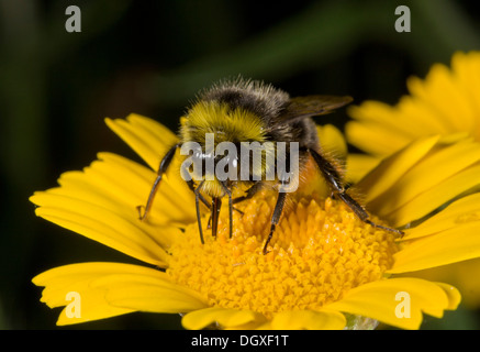 Männliche Rotschwanz-Hummel, Bombus lapidarius Stockfoto