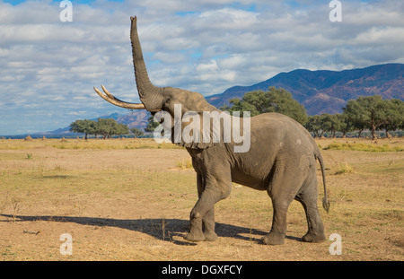 Seitenansicht eines afrikanischen Elefanten-Bullen (Loxodonta Africana) seinen Rüssel gerade nach oben heben Stockfoto