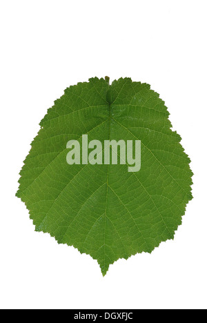 braune Blätter auf weißem Hintergrund Stockfoto