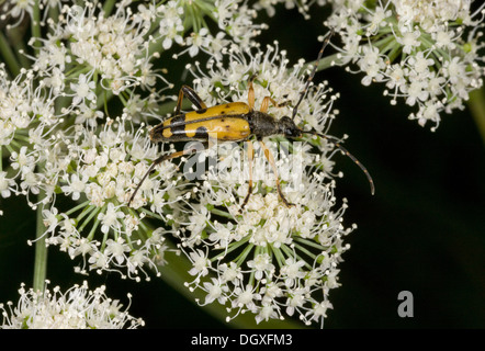 Ein Longhorn Beetle, Strangalia Maculata ernähren sich von Pollen von Angelica. Stockfoto