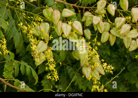 Goldenen regen Baum oder Pride of India, Stand Paniculata in Blüte und Frucht. Aus Asien weit verbreitet in Europa gepflanzt. Stockfoto