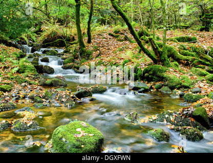 Der Fluß Meavy Kaskaden über moosige Felsen durch Burrator Wood im Dartmoor National Park in Devon Stockfoto