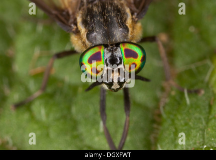 A female horsefly, the Square-spot Deerfly, Chrysops viduatus; uncommon UK species. Close-up of iridescent eyes. Stockfoto