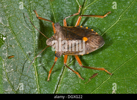 Wald-Bug, Pentatoma Art auf Erle Baum. Einen gemeinsamen Wald Shieldbug. Stockfoto