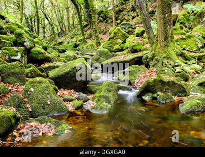 Der Fluß Meavy Kaskaden über moosige Felsen durch Burrator Wood im Dartmoor National Park in Devon Stockfoto