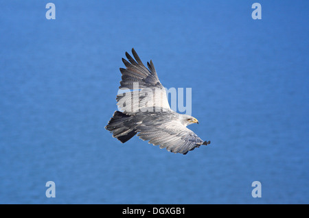 Schwarz-chested Bussard-Adler (Geranoaetus Melanoleucus) Stockfoto