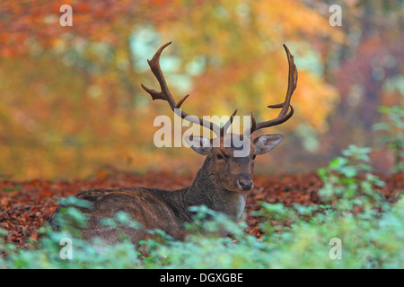 Damhirsch (Dama Dama) in einem herbstlichen Wald, Tierpark Weilburg Zoo, Hessen Stockfoto