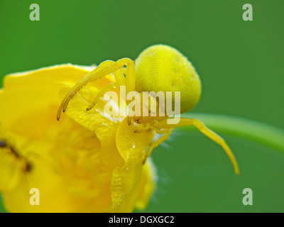 Goldrute Krabbenspinne (Misumena Vatia) auf eine gelbe Blume Stockfoto