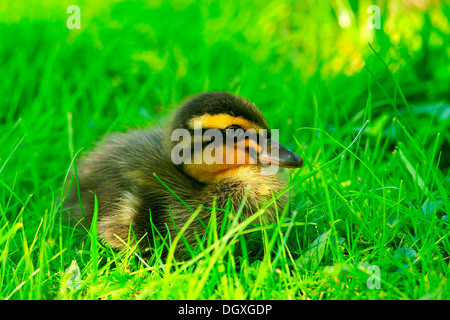 Indische Läufer Ente (Anas Platyrhynchos F. Domestica) Entlein Stockfoto