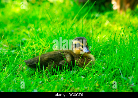 Indische Läufer Ente (Anas Platyrhynchos F. Domestica) Entlein Stockfoto