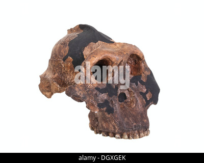 Replikat Schädel eines Paranthropus robustus, Evolution der menschlichen Spezies Stockfoto