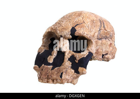 Replik-Schädel von Homo Habilis, Evolution der menschlichen Spezies Stockfoto