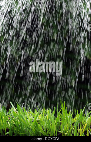 auf Rasen Regen regnen Stockfoto
