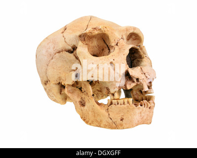 Replik-Schädel von Homo Heidelbergensis, Atapuerca, Evolution der menschlichen Spezies Stockfoto