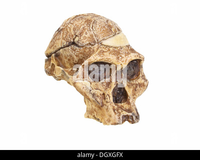 Replikat Schädel eines Australopithecus Africanus, Frau Ples, Evolution der menschlichen Spezies Stockfoto