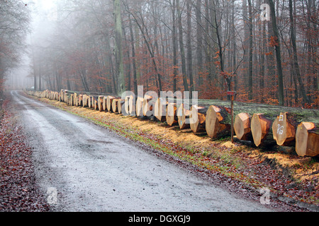 Wertvolle Eiche Furnier liegend auf einem Waldweg bereit zur Versteigerung, Krofdorfer Wald, Hessen Stockfoto