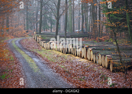 Wertvolle Eichenstämmen, Eiche furniert, liegend auf einem Waldweg bereit zur Versteigerung, Krodorf Wald, Hessen Stockfoto