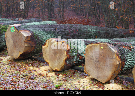 Wertvolle Eichenstämmen, Eiche furniert, liegend auf einem Waldweg bereit zur Versteigerung, Krodorf Wald, Hessen Stockfoto