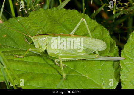 Weibliche Upland Green Bush-Cricket, Tettigonia Cantans; Auvergne, Frankreich. Stockfoto