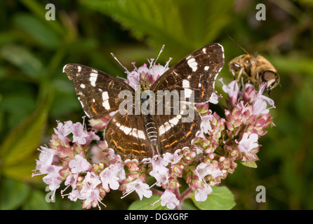 Karte Schmetterling, Araschnia levana, zweite Generation, Forma prorsa, Fütterung auf Majoran. Frankreich Stockfoto