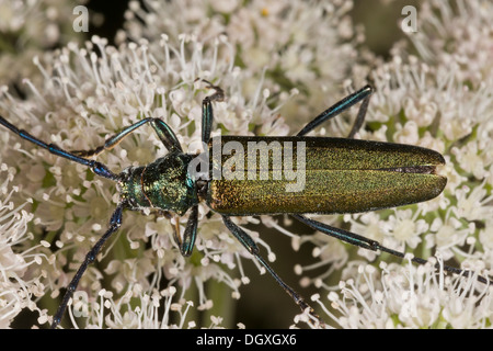 Moschus-Käfer, Aromia Moschata Fütterung auf Angelica Blumen. Auvergne. Stockfoto