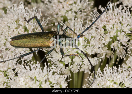 Moschus-Käfer, Aromia Moschata Fütterung auf Angelica Blumen. Auvergne. Stockfoto