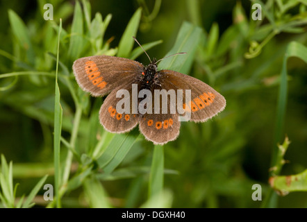 Berg-Ringel, Erebia Epiphron in der Sonne aalen. Auvergne. Stockfoto