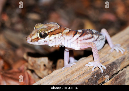 Pictus Gecko, Gecko Madagaskar Boden, Ozelot Gecko oder madagassischen Fat Tailed Gecko (Paroedura Picta), Porträt, Kirindy Stockfoto