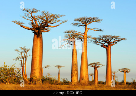 Baobab-Allee, Grandidiers Baobab (Affenbrotbäume Grandidieri), während der blauen Stunde, Morondava, Madagaskar, Afrika Stockfoto
