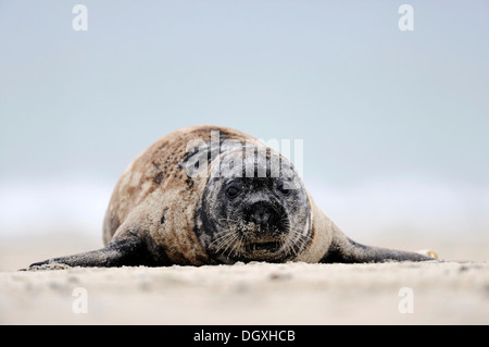 Graue Dichtung (Halichoerus Grypus), liegend auf einem Sand bank, Insel im Ozean, Helgoland, Schleswig-Holstein, Europa Stockfoto