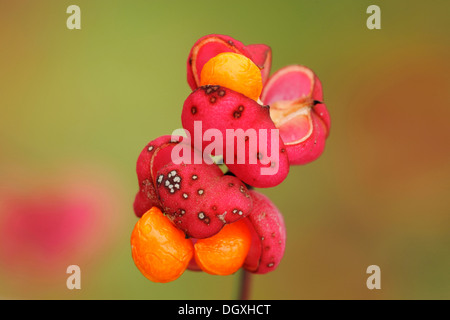 Europäische Spindel Baum (Euonymus Europaea), Früchte und Samen Stockfoto