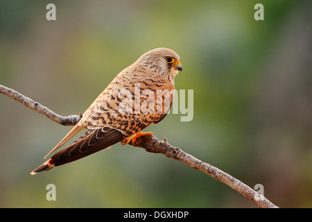 Rötelfalken (Falco Naumanni), Weiblich, thront auf einem Ast Stockfoto