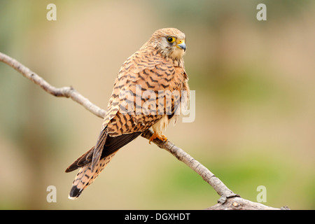 Rötelfalken (Falco Naumanni), Weiblich, thront auf Zweig Stockfoto