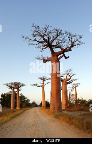 Baobab-Allee, Grandidiers Baobab (Affenbrotbäume Grandidieri), am Morgen Licht, Morondava, Madagaskar, Afrika Stockfoto