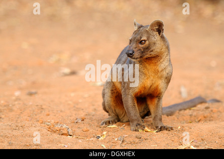 Fossa (Cryptoprocta Ferox), Kirindy, Madagaskar, Afrika Stockfoto