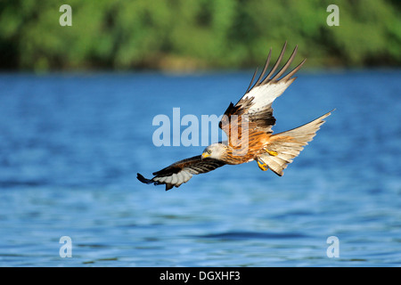 Rotmilan (Milvus Milvus), beim Landeanflug, Schmaler Luzin See, Feldberg, Mecklenburg-Vorpommern Stockfoto