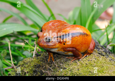 Tomatenfrosch (Dyscophus Antongilii), Madagaskar, Afrika Stockfoto