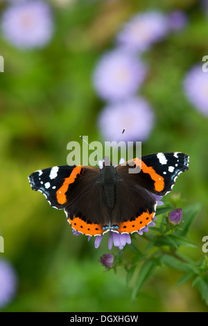 Red Admiral (Vanessa Atalanta) - UK Stockfoto