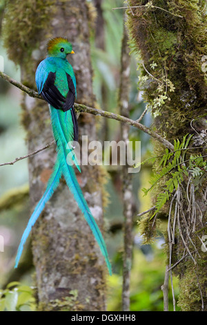 Resplendent Quetzal (Pharomachrus Mocinno), Männlich, sitzend auf Ast, San Gerardo de Dota, Costa Rica, Zentralamerika Stockfoto