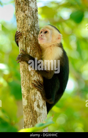 Gescheckte oder White-faced Capuchin (Cebus Capucinus), Manuel Antonio Nationalpark, Costa Rica, Mittelamerika Stockfoto