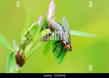 Gemeinsamen Fleisch Fly (Sarcophaga Carnaria), thront auf Blatt, Menzingen, Schweiz, Europa Stockfoto