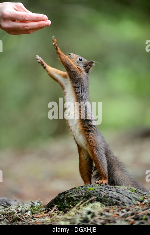 Eurasische rote Eichhörnchen (Sciurus Vulgaris) steht auf den Hinterbeinen erreichen für Lebensmittel in einer Hand, Kanton Graubünden, Schweiz Stockfoto