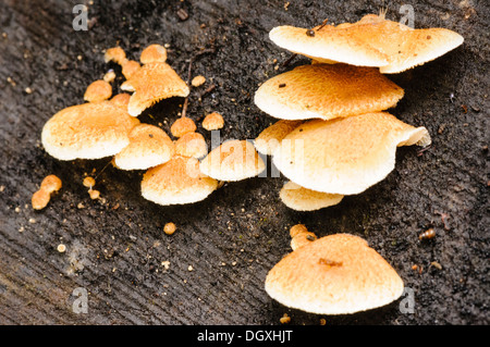 Weiche Pantoffel Pilz (Crepidotus Mollis), auch bekannt als Jelly Crep, häufig auf zerfallenden Holz gefunden Stockfoto