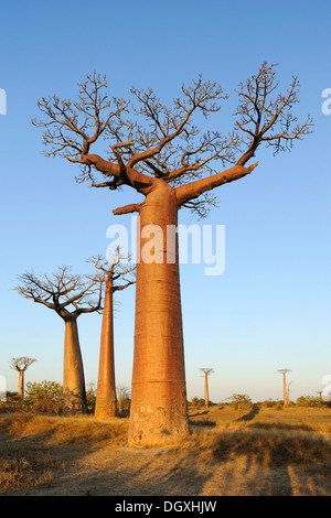 Baobab-Allee (Affenbrotbäume Grandidieri), im Abendlicht, Morondava, Madagaskar, Afrika Stockfoto