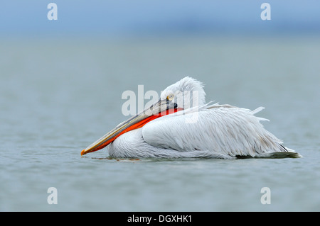 Krauskopfpelikan (Pelecanus Crispus), See Kerkini, Griechenland, Europa Stockfoto