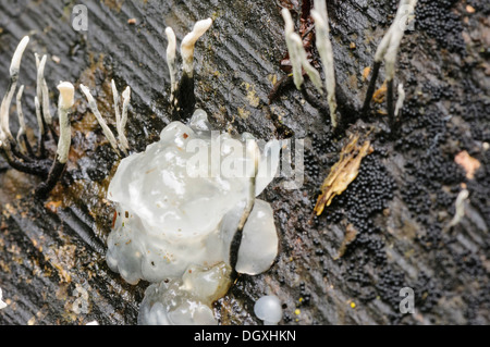 Kerzenständer Pilz (Xylaria Hypoxylon) auch bekannt als Candlesnuff, Kohlenstoff Geweih, Hirsch Horn und auf zerfallenden Holz gefunden Stockfoto