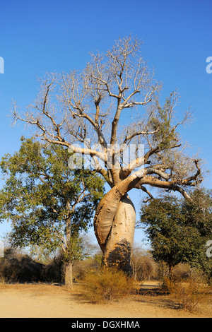 Miteinander verflochten Baobabs (Affenbrotbäume Grandidieri), Morondava, Madagaskar, Afrika Stockfoto