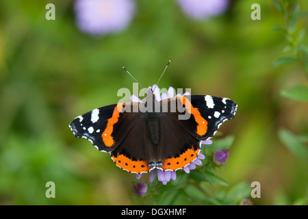 Red Admiral (Vanessa Atalanta) - UK Stockfoto